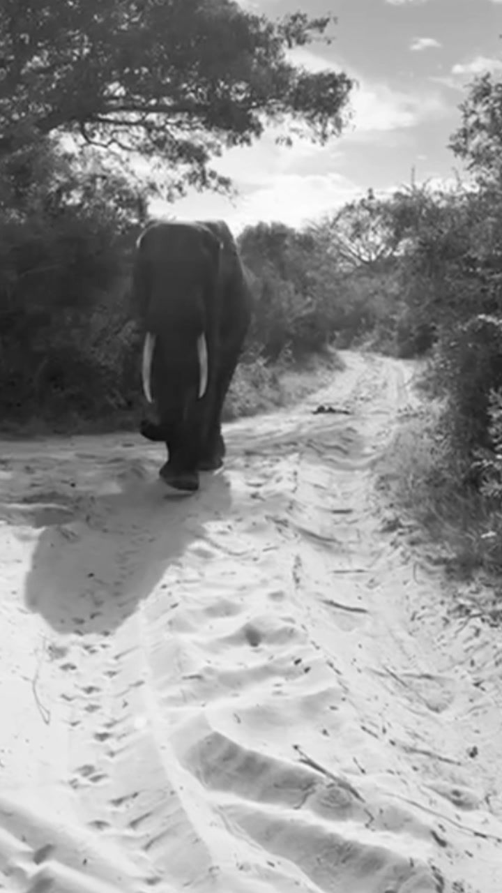 A lone elephant walking down a sandy track toward the camera, in black and white.