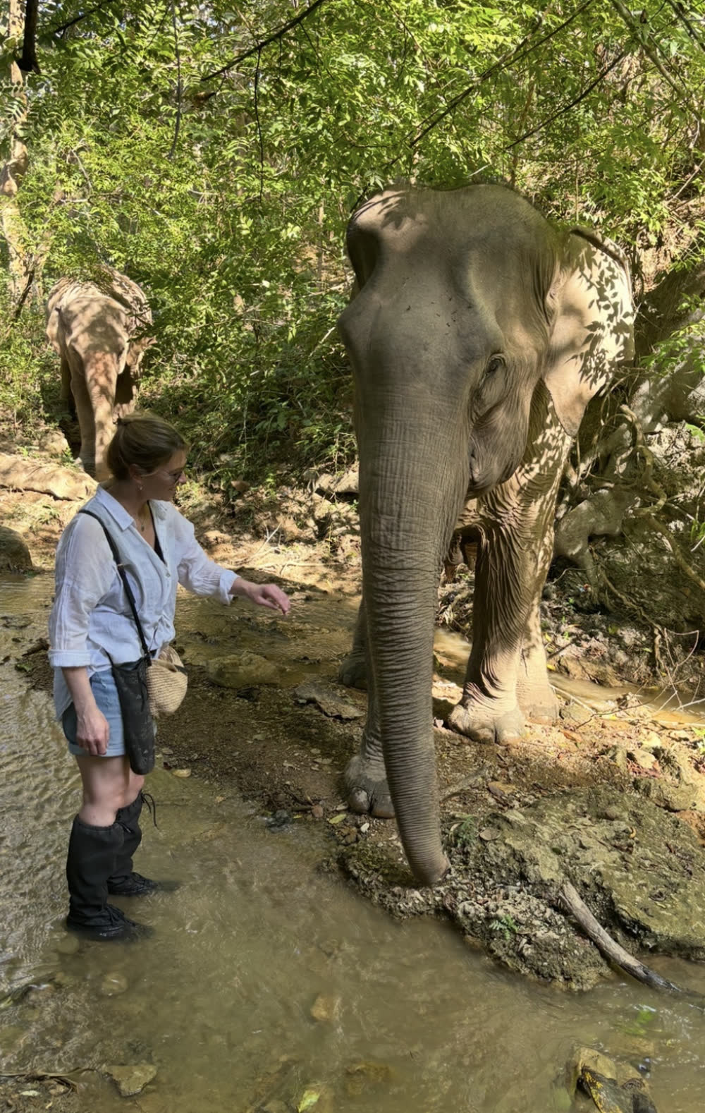 Kate Whelan standing in a forest stream reaching toward an elephant.