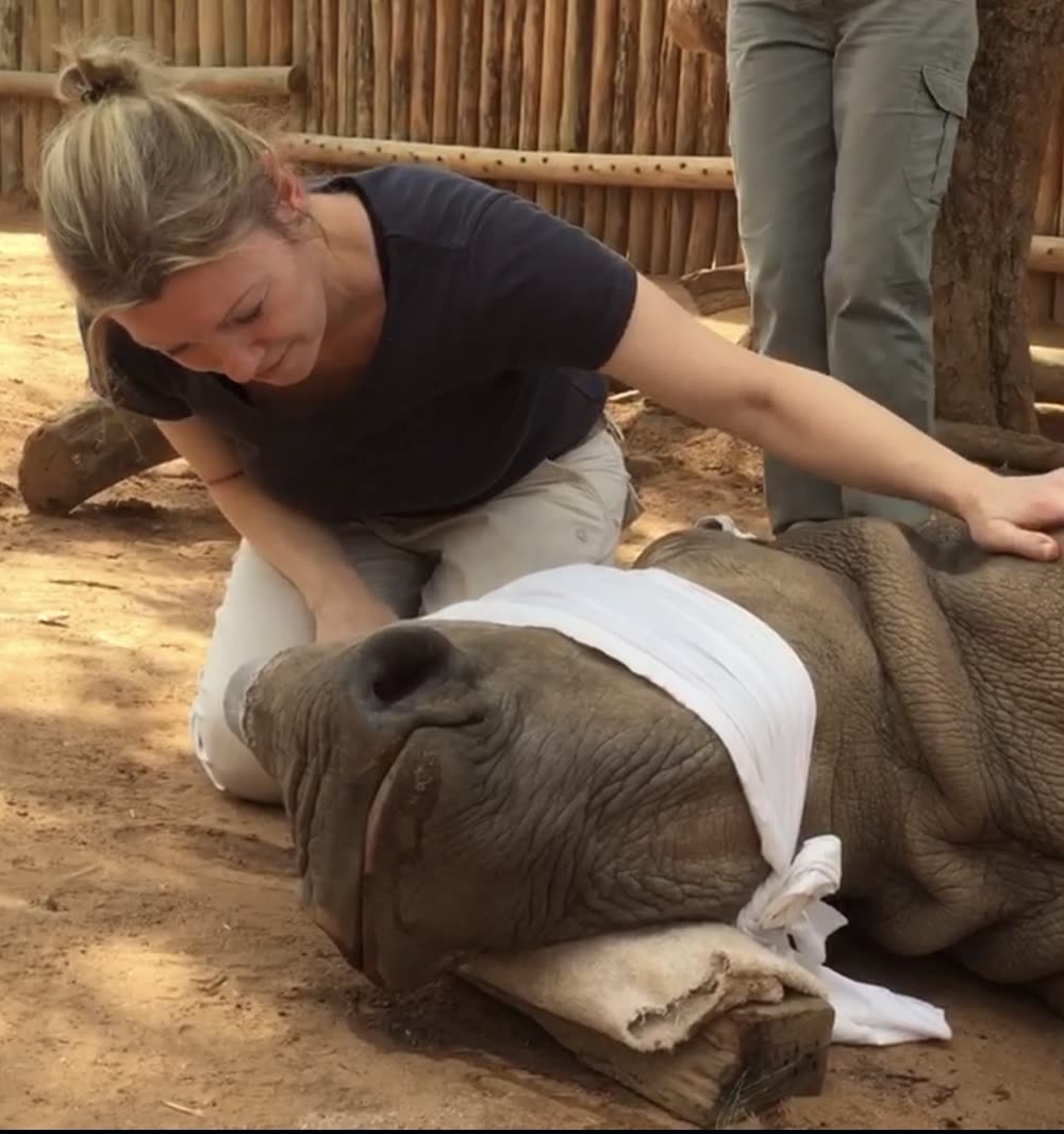 Kate Whelan crouched beside a blindfolded rhino during a conservation dehorning, a hand resting gently on it.