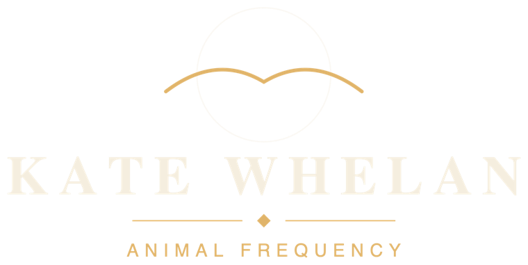 Kate Whelan, Animal Frequency